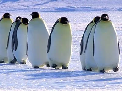 مستند Snow Chick: A Penguin’s Tale 2015